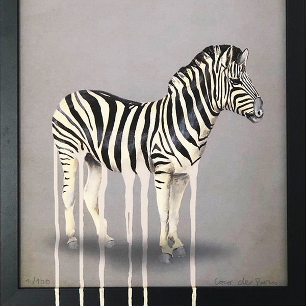 Dripping zebra